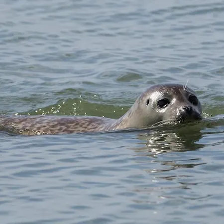 Du Phoque Gris Апартаменты